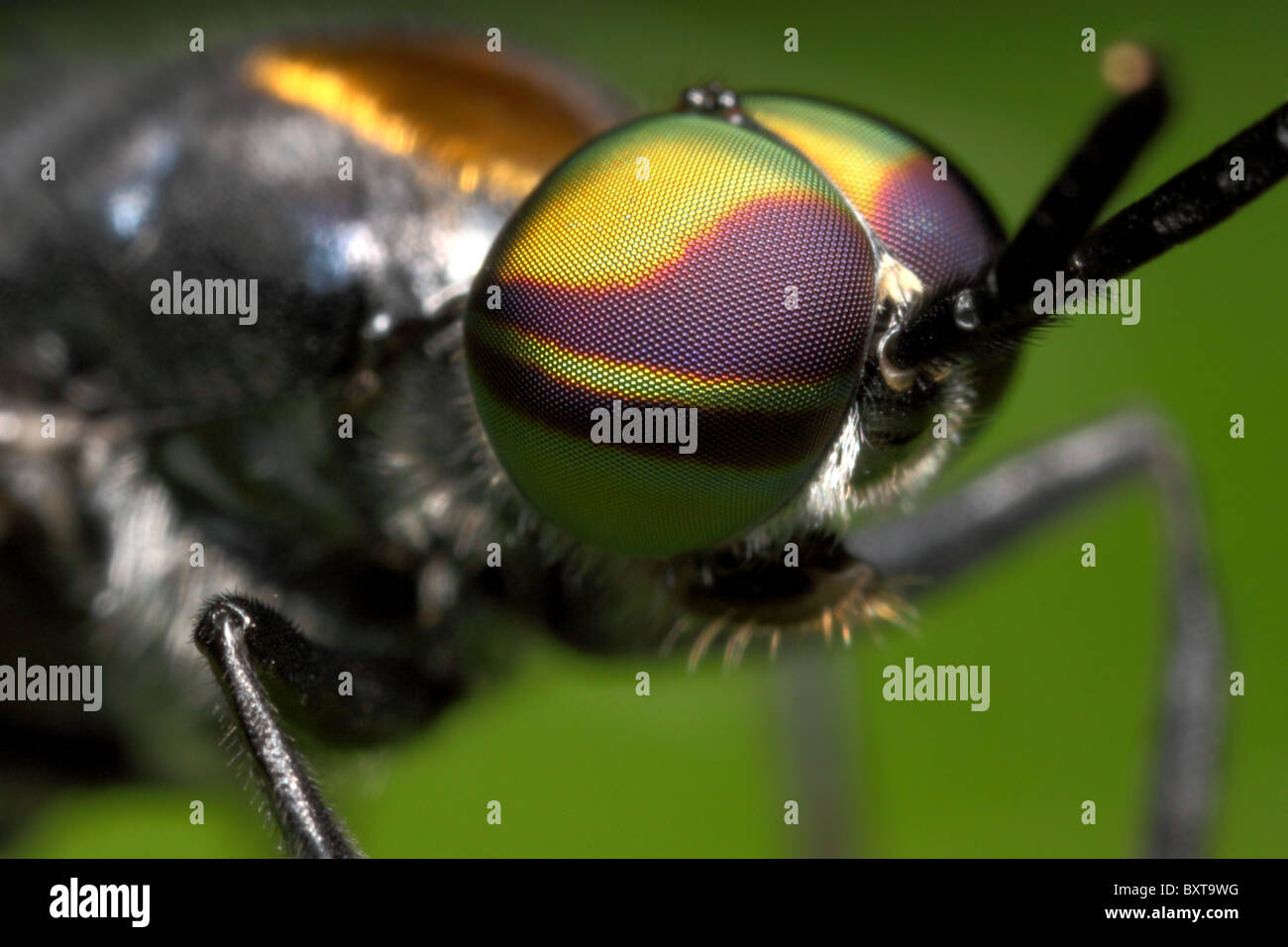 Los ojos compuestos de una mosca en aproximación Foto de stock