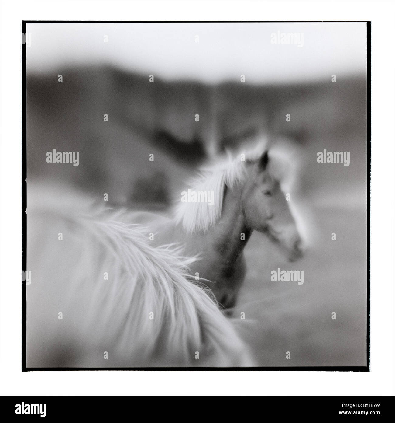 Islandia, Vik, borrosa la imagen en blanco y negro de caballos islandeses y cascada a lo largo de Circunvalación en noche de verano Foto de stock