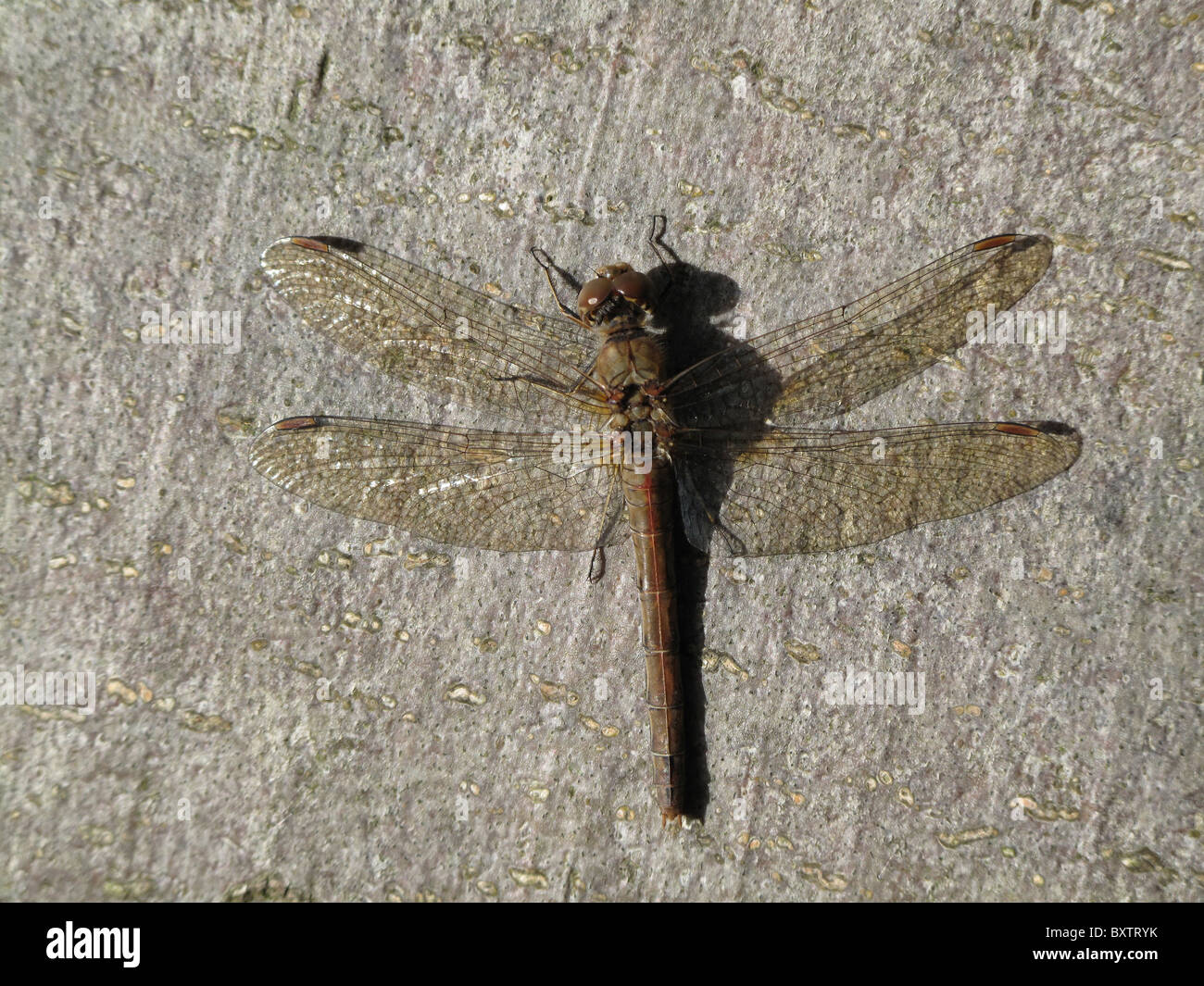 Dragonfly disfrutando del sol de un árbol muerto en West Sussex, UK Foto de stock