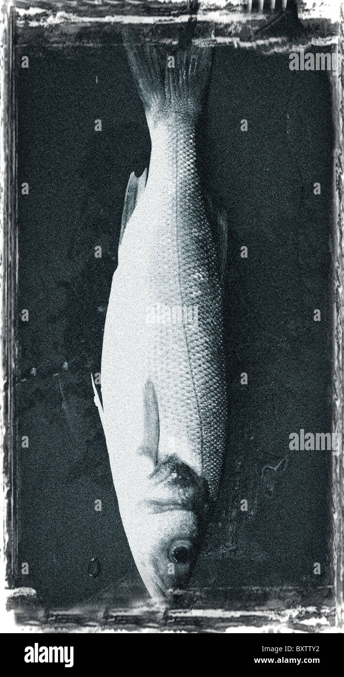 Una lubina Welsh Slate en una fotografía en blanco y negro fino arte Foto de stock
