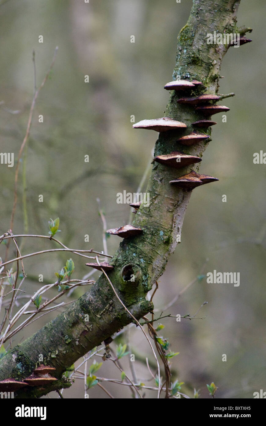 Soporte de hongo en tronco de árbol, medio-largo disparo. Foto de stock