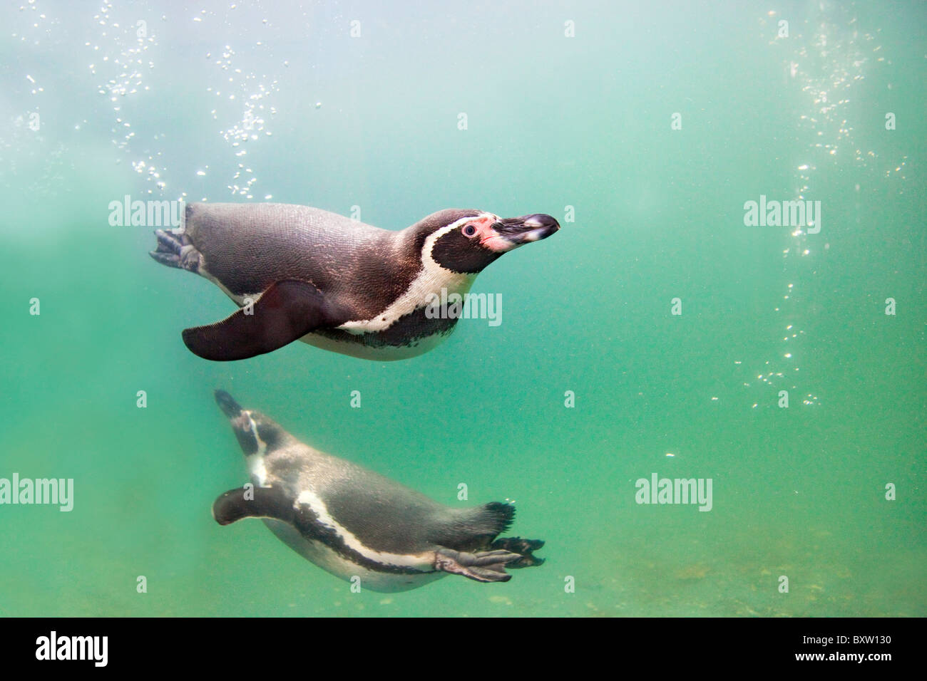 Los pingüinos de Humboldt, Spheniscus humboldti; en una piscina en el National Seal Sanctuary; Cornwall Foto de stock