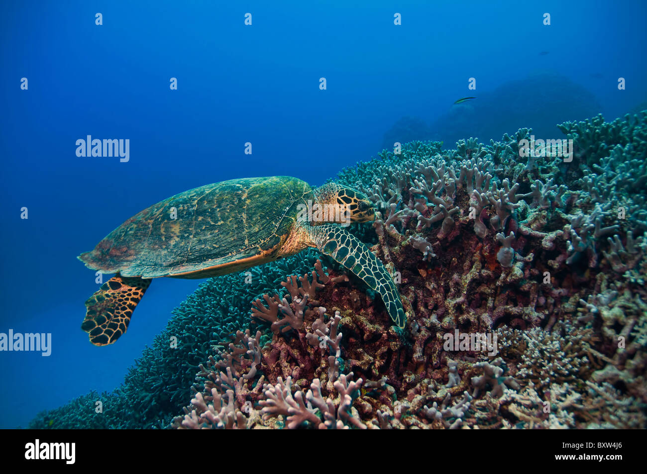 La tortuga verde de la gran barrera de coral de Australia Foto de stock
