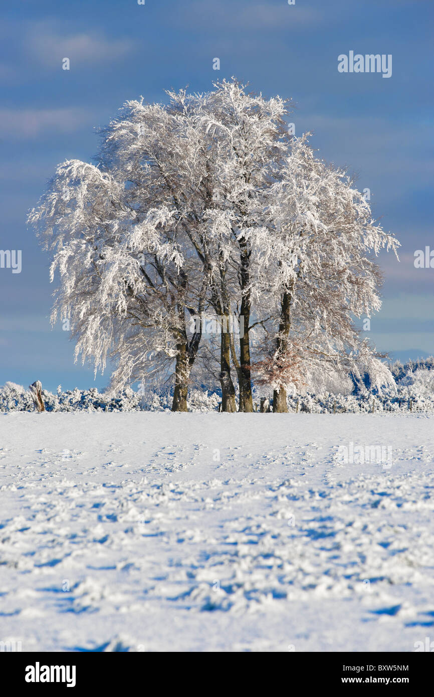 En el horizonte de árboles cubiertos de nieve y helada hoar. Cerca Balfron, Stirling, Escocia, Reino Unido Foto de stock