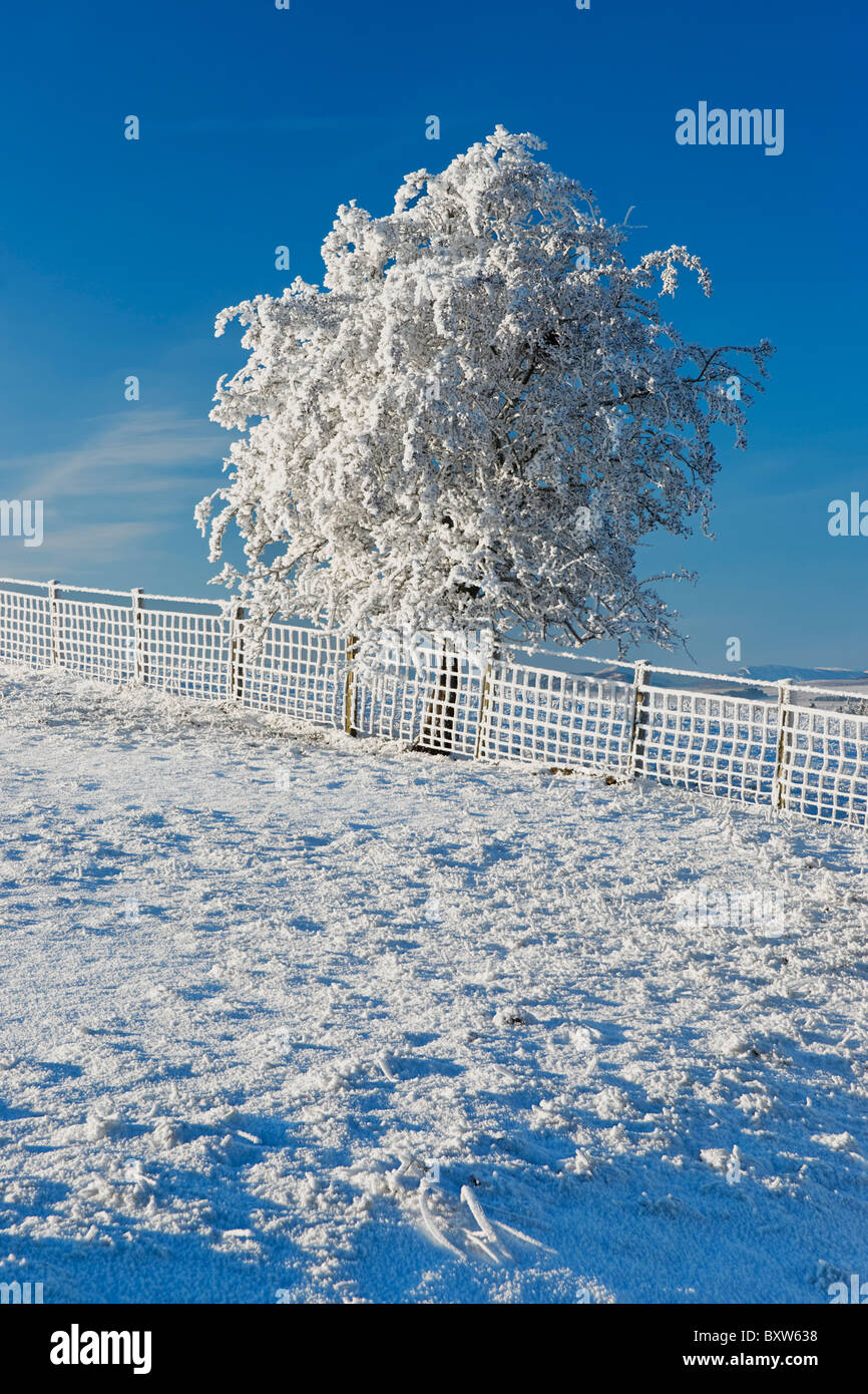 Árbol pequeño cerco y cubierto de hoar heladas y nieve. Foto de stock