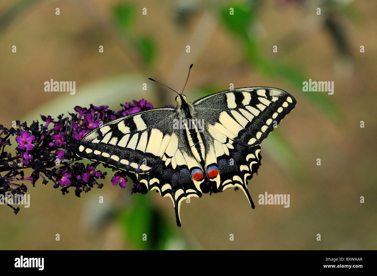 Papilio machaon Papilio canadensis europeo (Buddleia) apoyado en flor, cautivo. Foto de stock