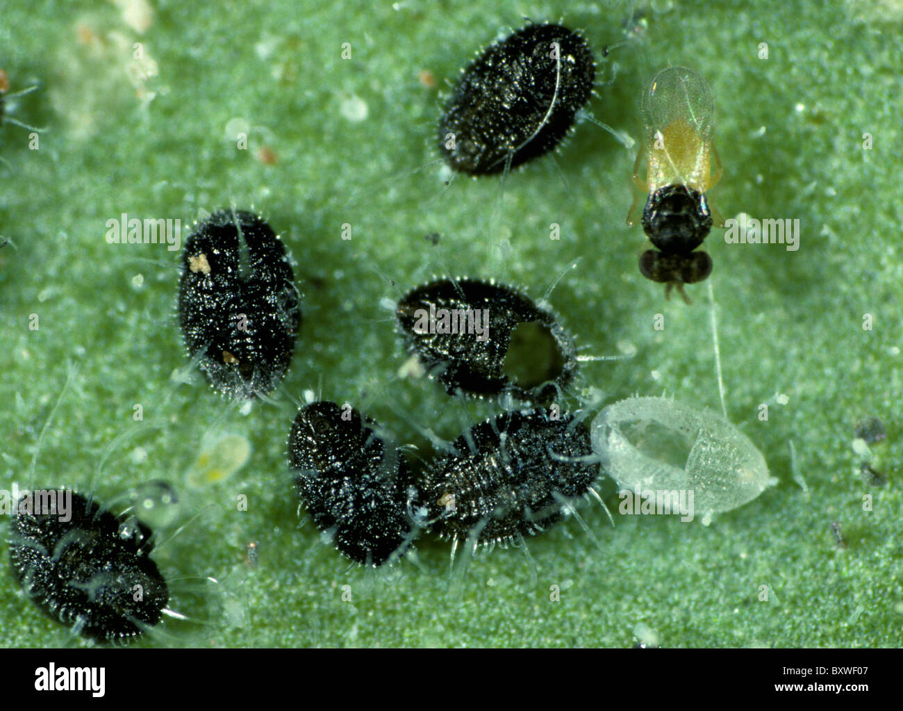Una avispa parasitoide Encarsia formosa () entre parasitised glasshouse escalas de mosca blanca Foto de stock