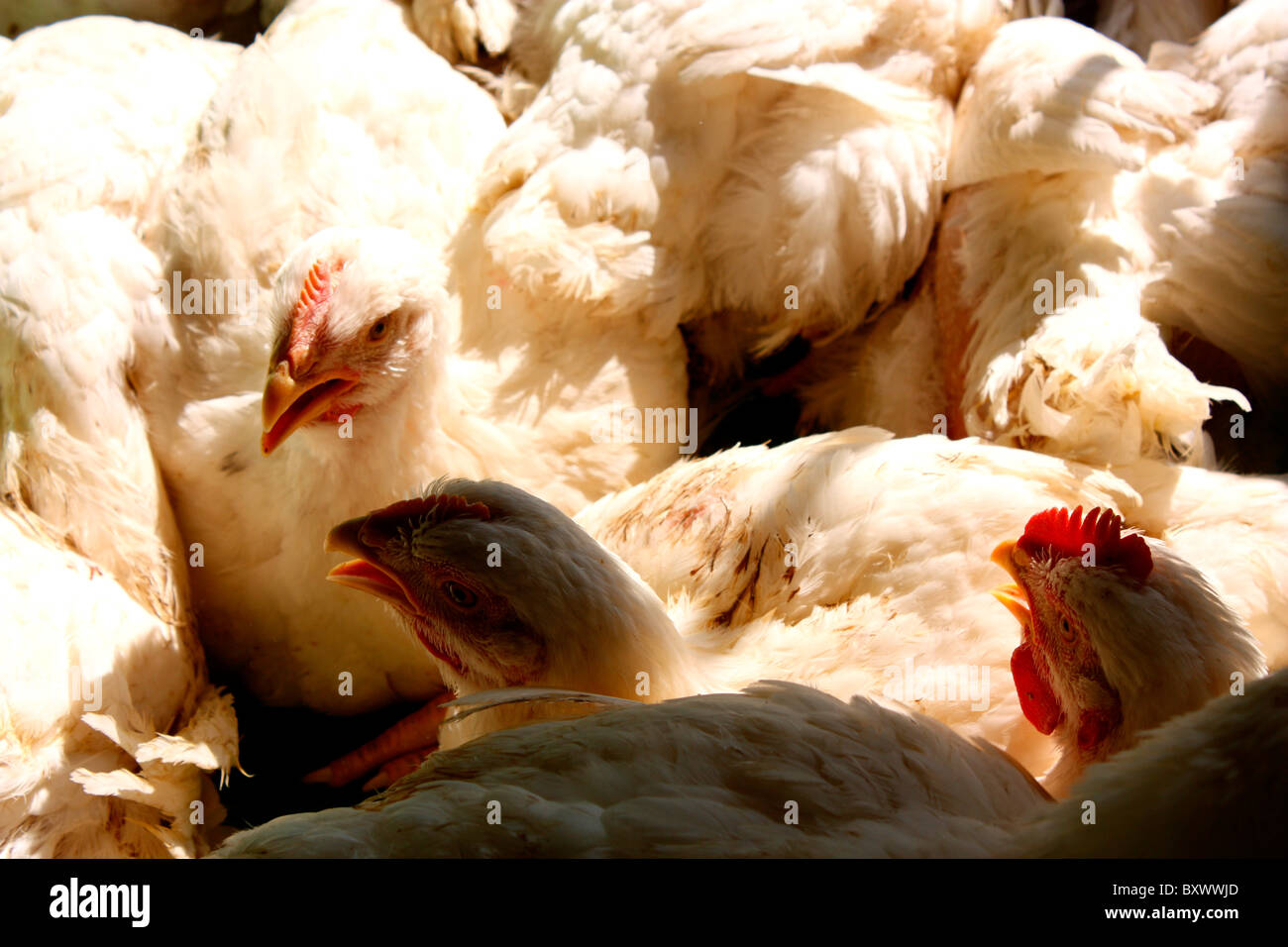 La avicultura- los pollos en el grupo Foto de stock