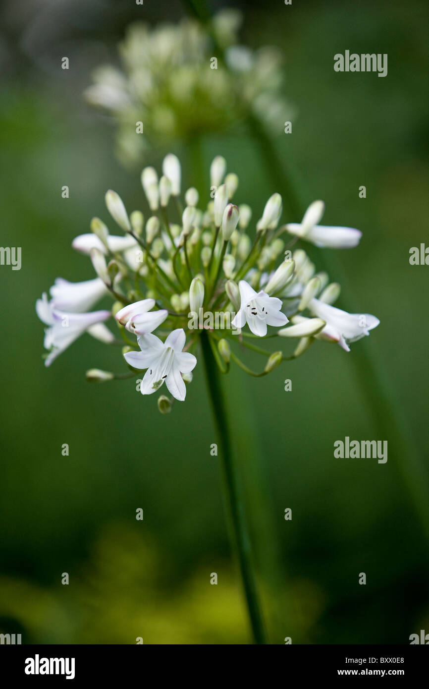 Agapantos blancos fotografías e imágenes de alta resolución - Alamy