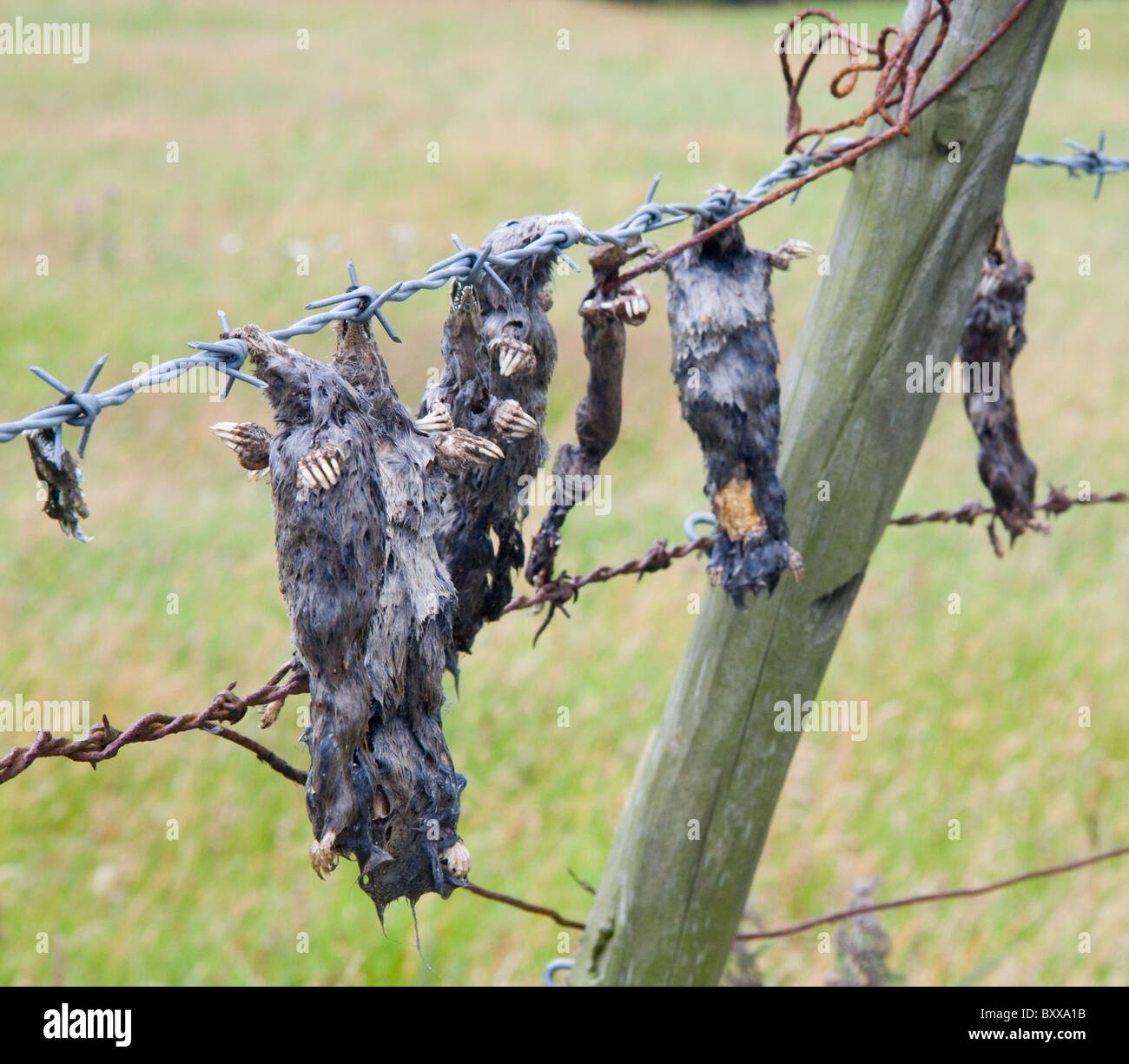 Moles muertas colgando de un cerco de alambre de púas, County Durham, Inglaterra Foto de stock