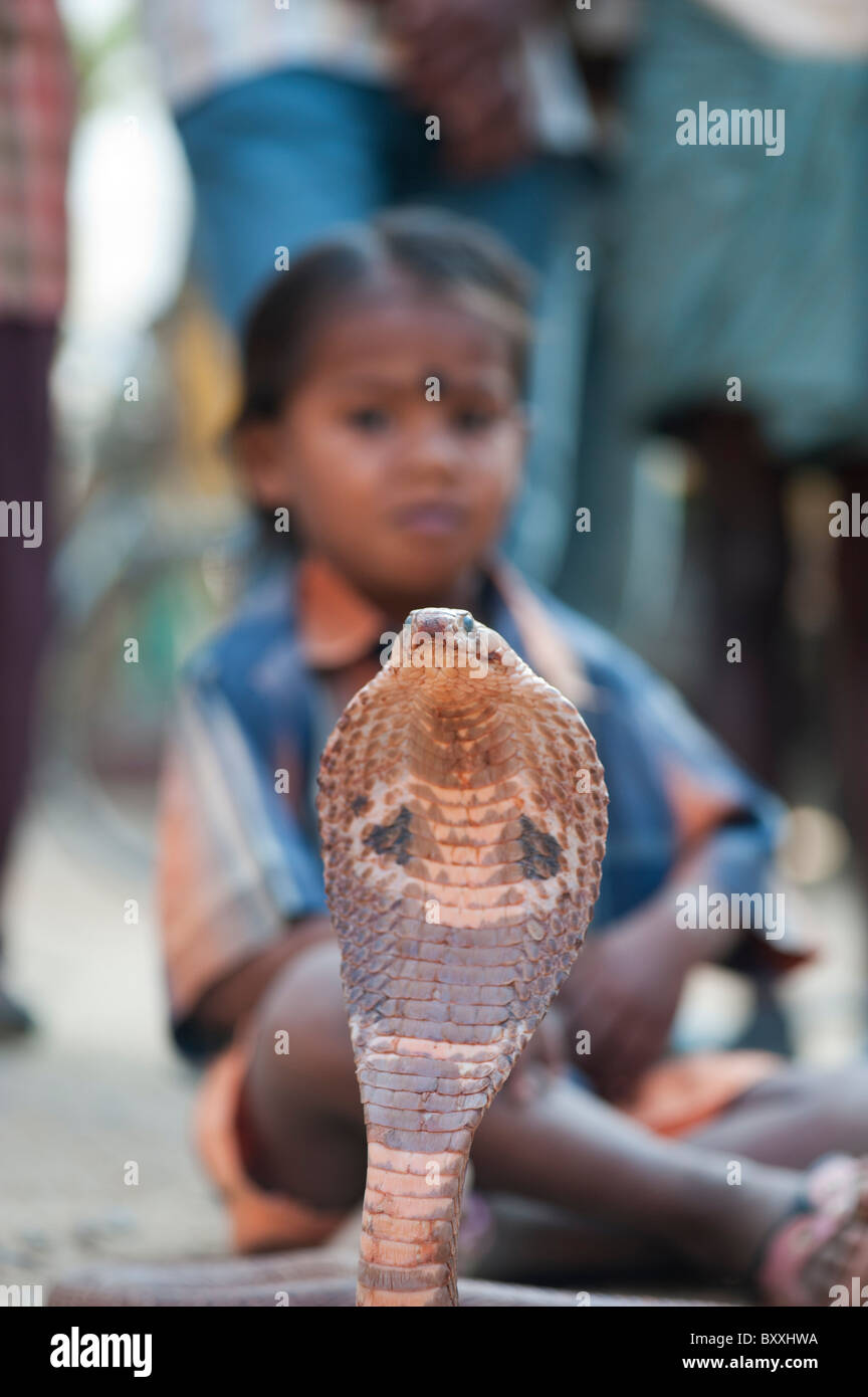 Serpientes domesticadas fotografías e imágenes de alta resolución Alamy