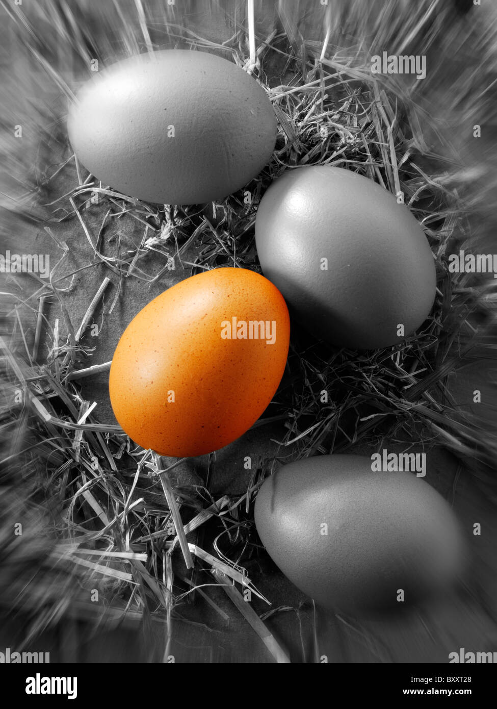 Huevo de color diferente en una bandeja de huevos. Foto de stock