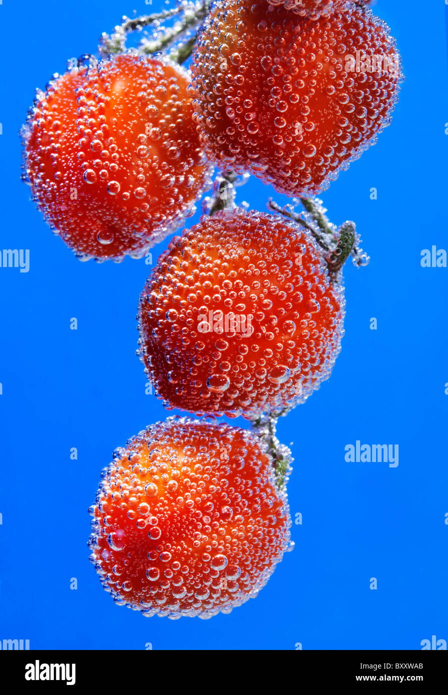 Tomates cherry rojo sobre fondo azul, con burbujas de agua. Foto de stock