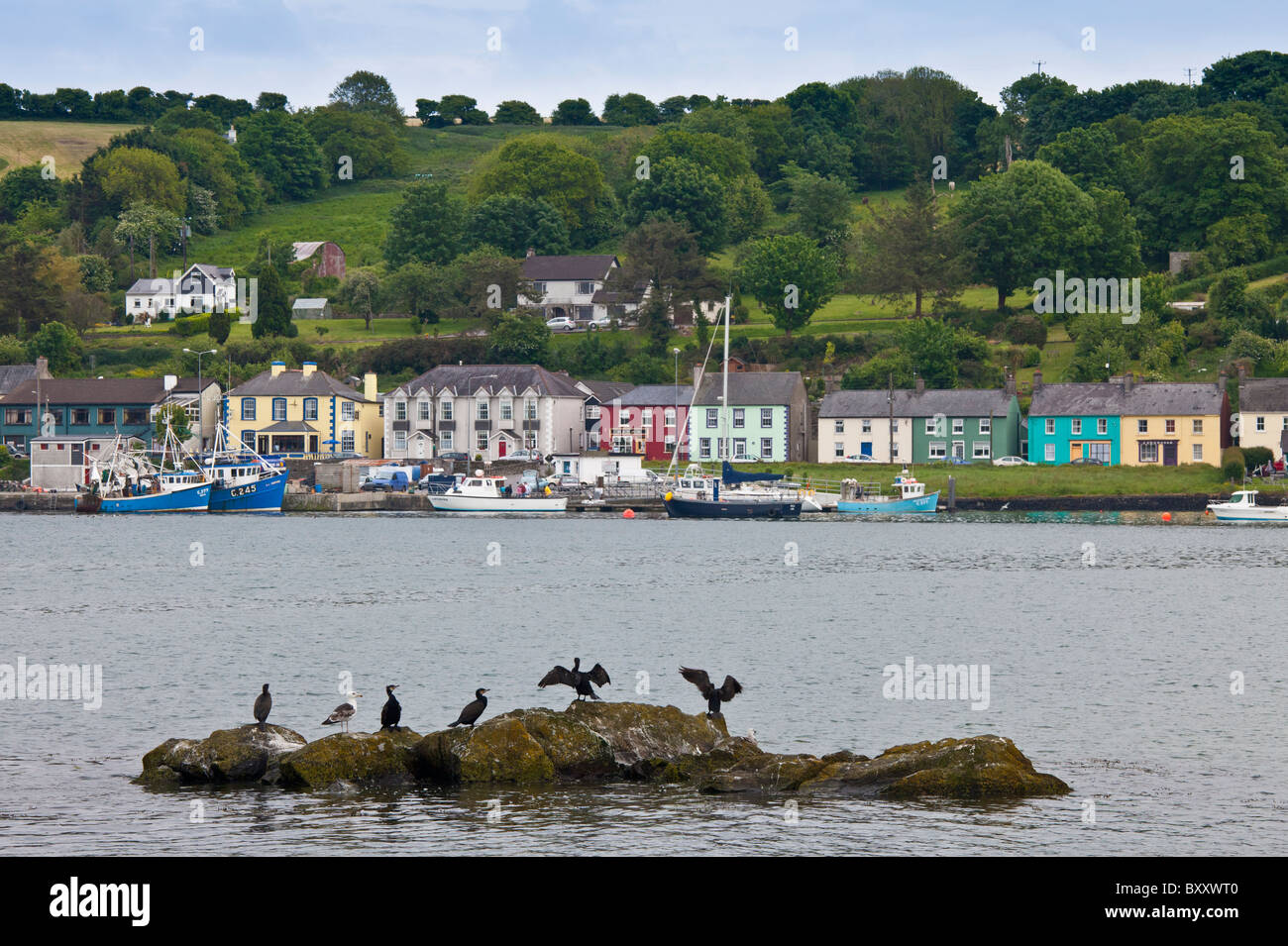 Cormorán aves y respaldado negro Gaviota en Courtmacsharry Bay, en el condado de Cork, Irlanda Foto de stock