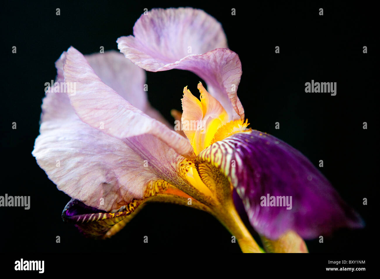 Iris Foto de stock