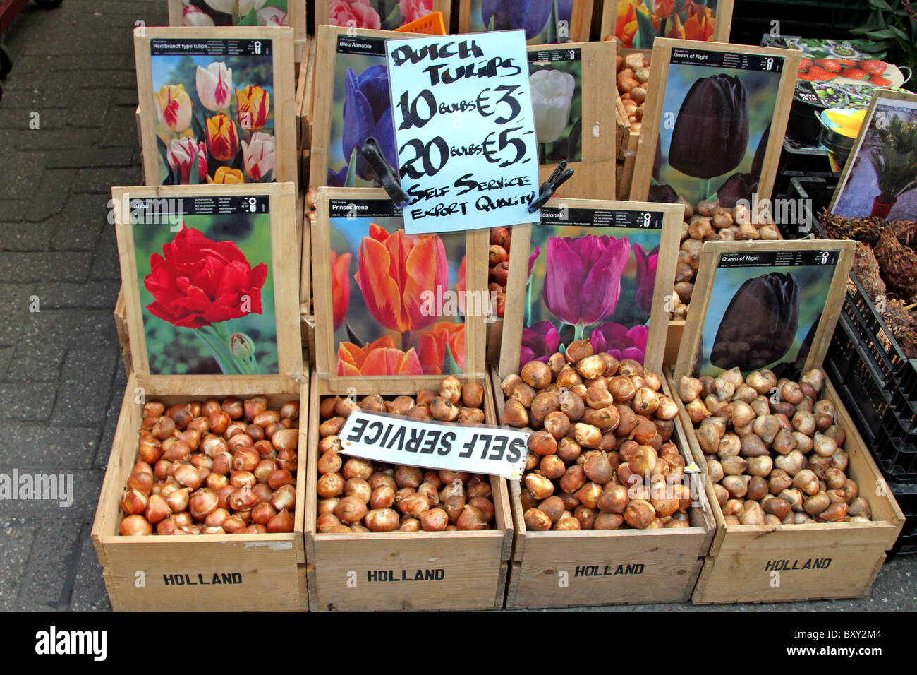 Bulbos de tulipán para en el Bloemenmarkt, de flores Amsterdam, Holanda Fotografía de - Alamy