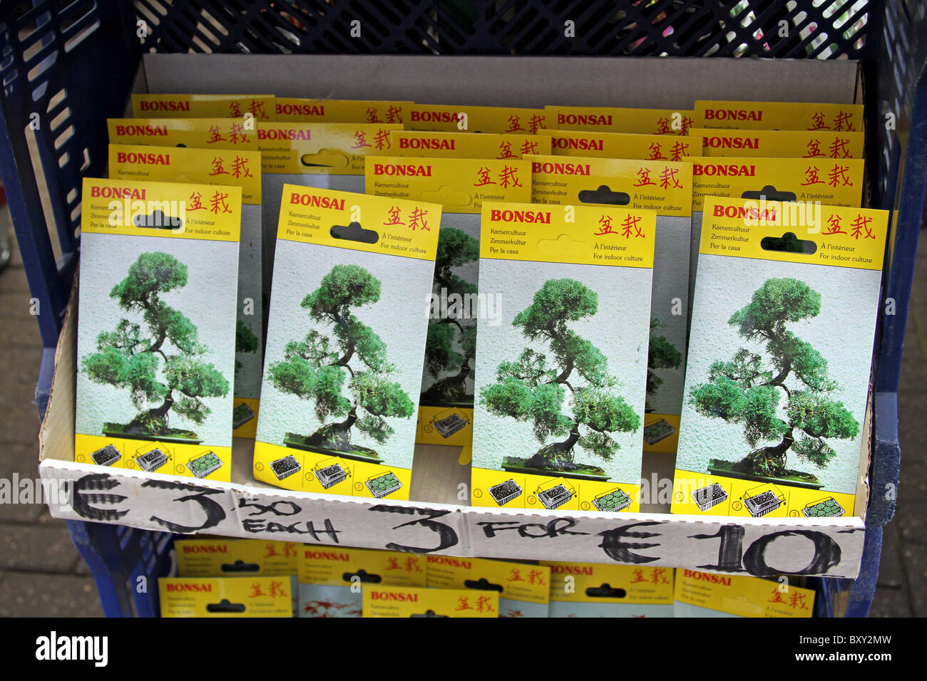 Bonsai semillas para la venta en Amsterdam, Holanda Foto de stock