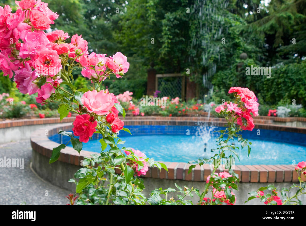 Rosas rosas y fuente en jardín público. Foto de stock