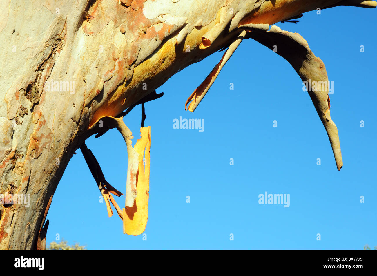 Pelar la corteza de un árbol de la encía en Australia Foto de stock
