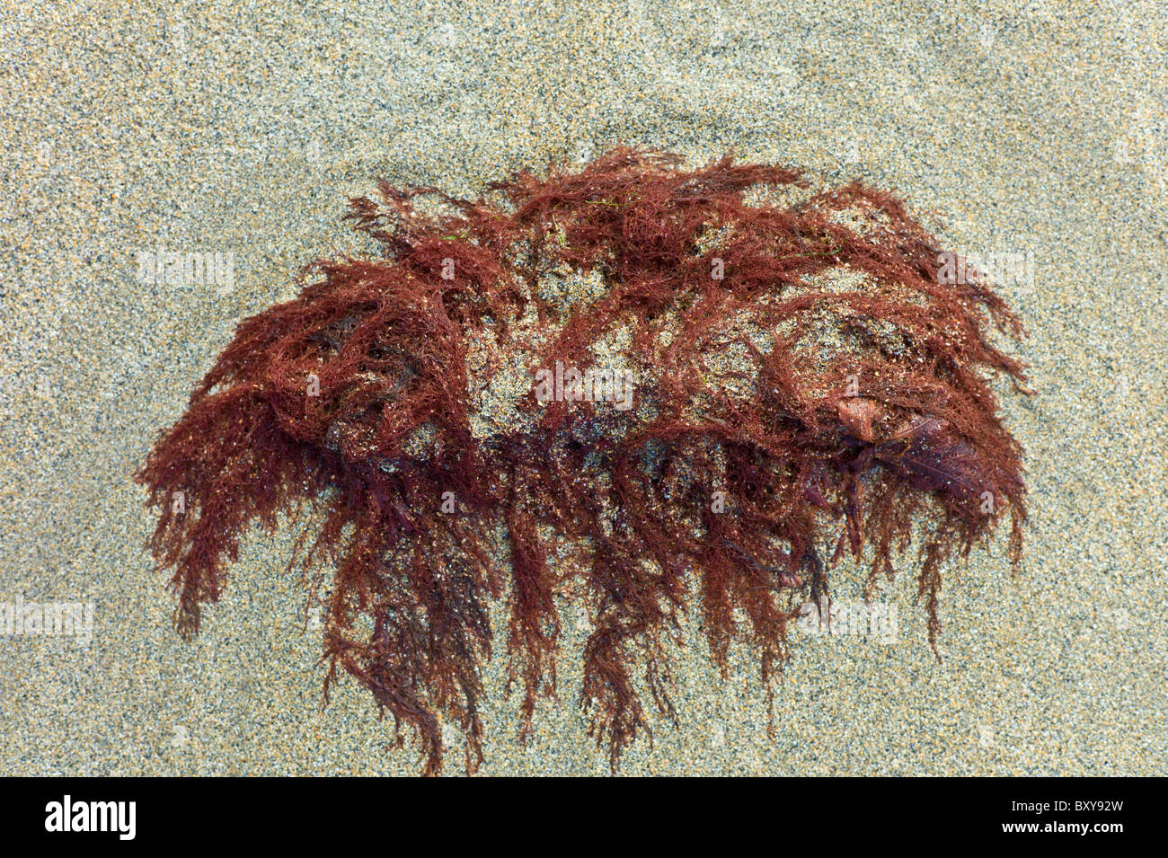 Algas rojas en la playa de arena en español punto, Condado de Clare, Costa Oeste de Irlanda Foto de stock