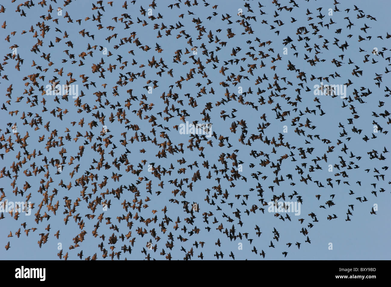 Una Bandada de estorninos europeos preparan para posarse en brecha holandés reserva de fauna, Virginia, EE.UU. Foto de stock