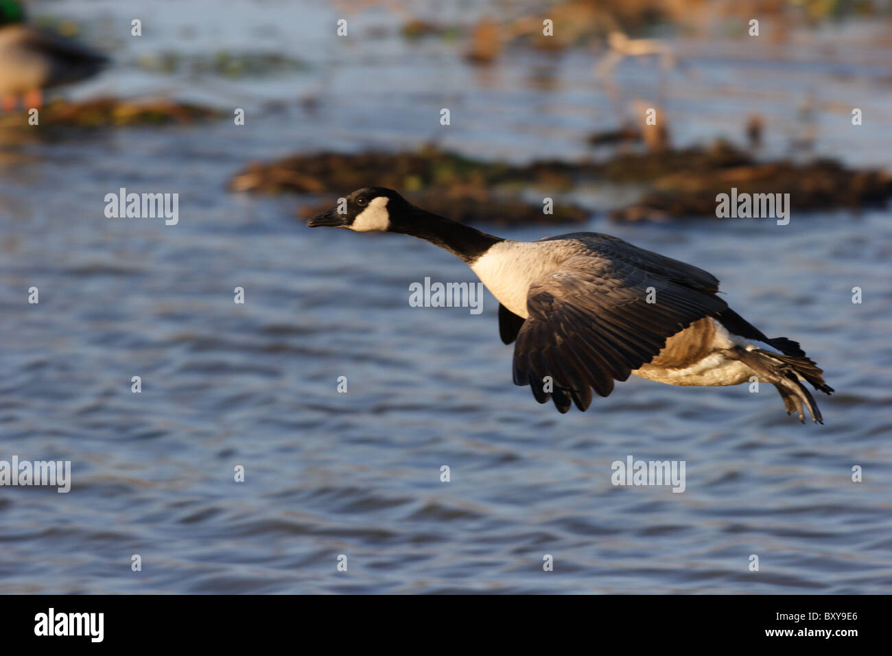 Ganso Branta canadensis (Canadá) que aterrizaba en el Area de Conservación Gap Holandés, Chesterfield, Virginia Foto de stock