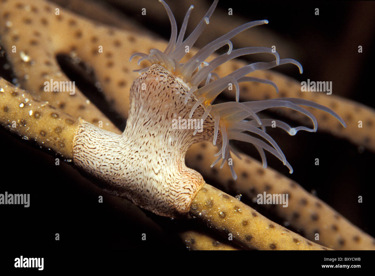 Close-up de anémonas coloniales, Nemanthus annamensis, Layang Layang, Borneo, Malasia Foto de stock