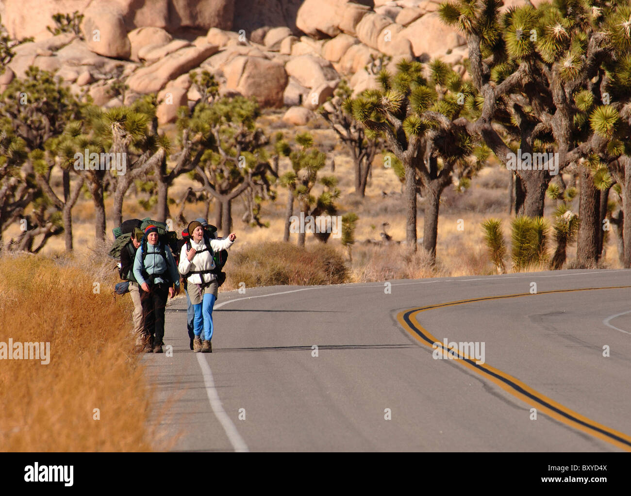 Los mochileros en la carretera a través del Parque Joshua Tree, Yucca brevifolia, el desierto de Mojave, California, EE.UU. Foto de stock