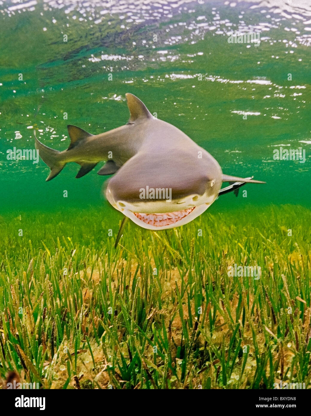El Tiburón Limón Negaprion brevirostris, Key Largo, Florida, EE.UU. Foto de stock