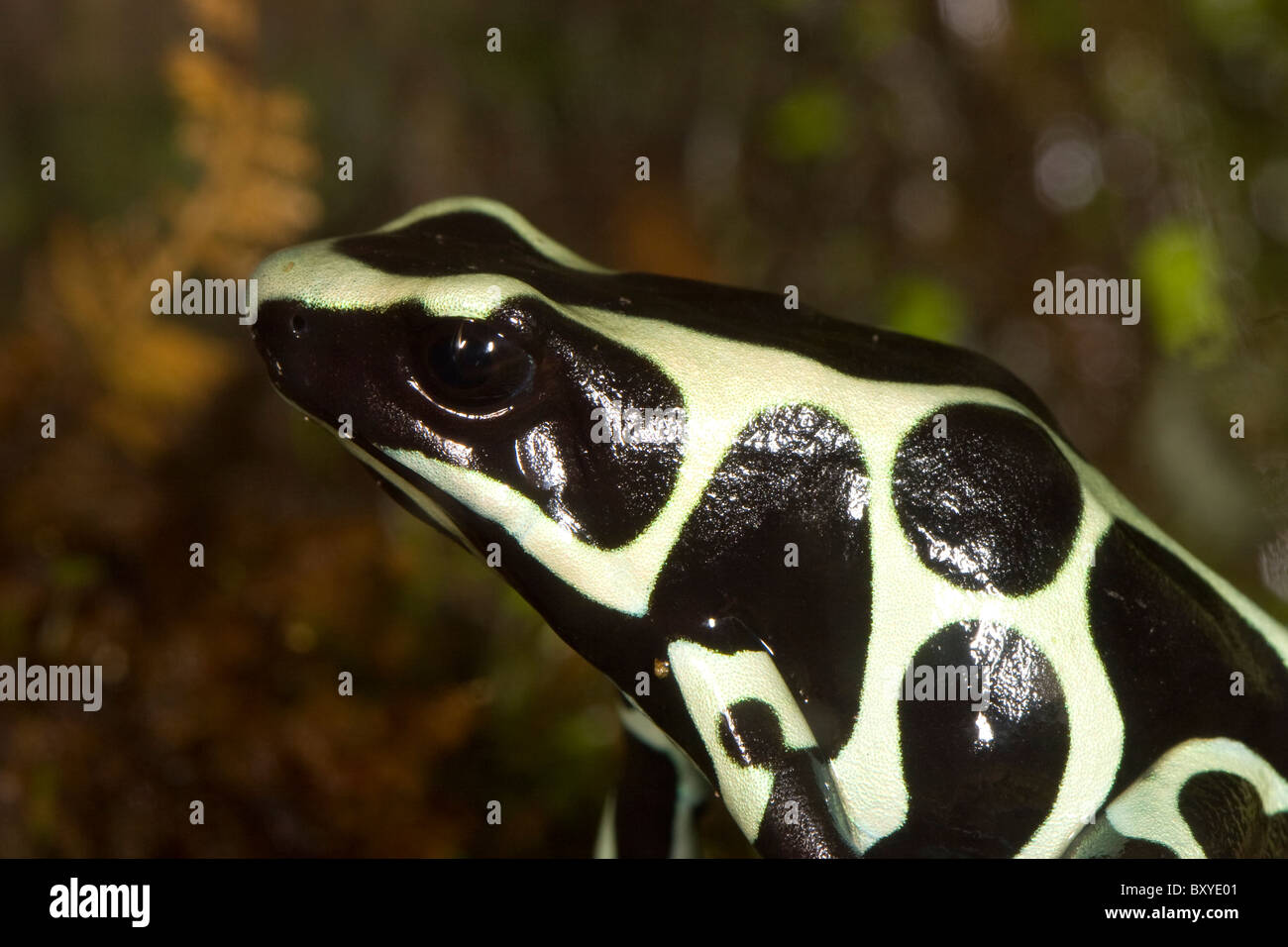 Poison Dart Frog, Dendrobates auratus Foto de stock