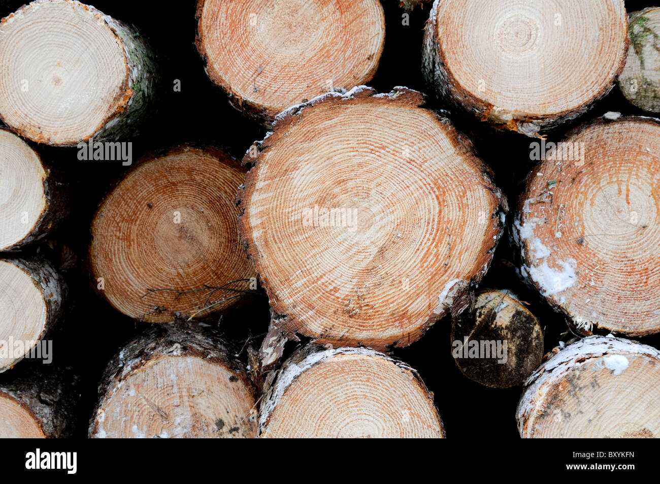 Cerca de un montón de registro cubierto de hielo después de pinos en Cannock Chase fueron talados como parte de la gestión del bosque de Staffordshire Foto de stock