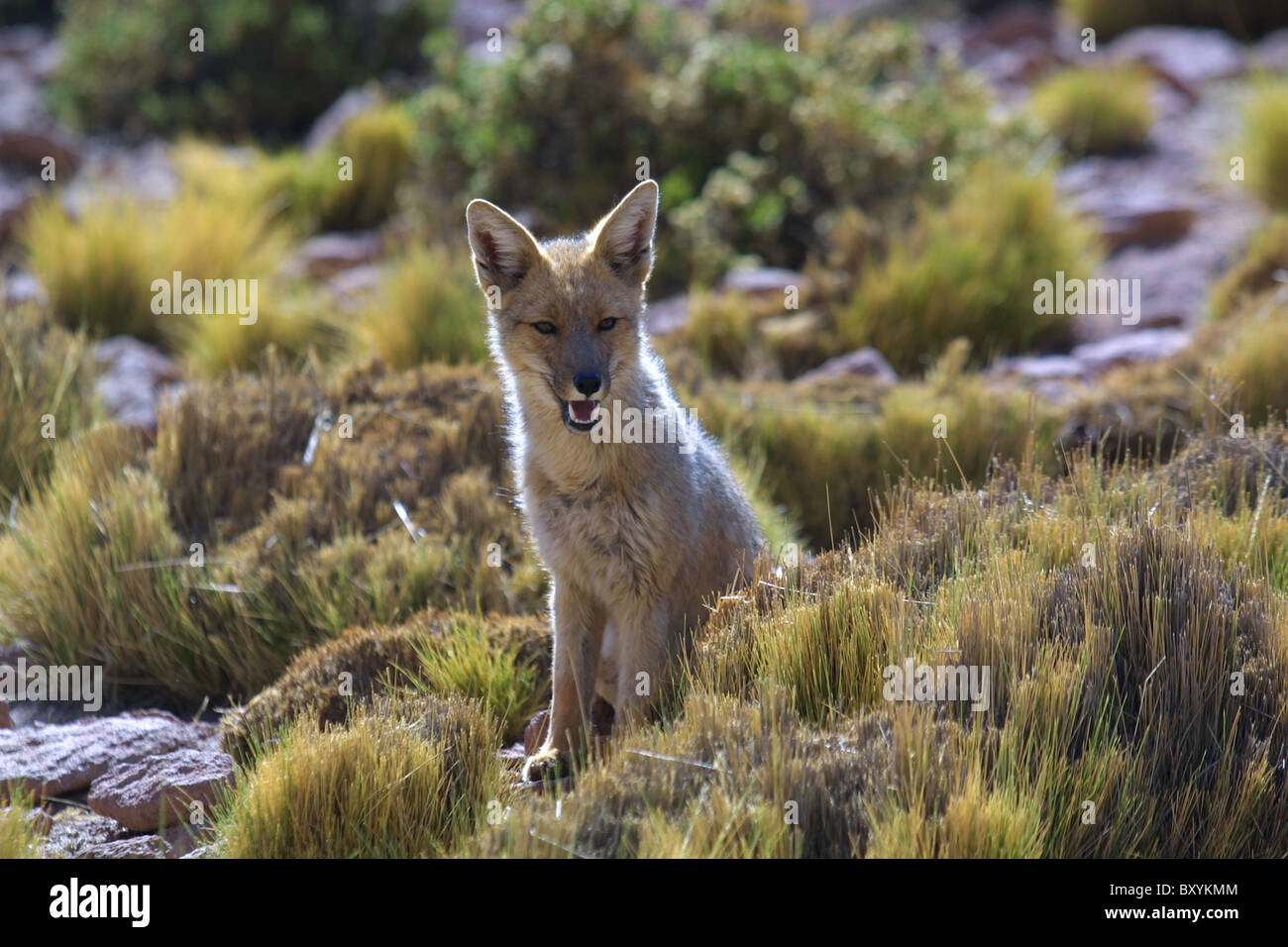 Zorro del desierto en el desierto de Atacama boliviana Foto de stock