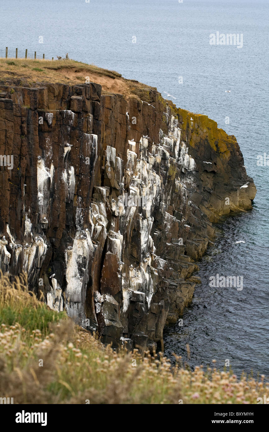 Los kittiwakes haciendo que anidan en los acantilados a punto Cullernose Craster Northumberland Inglaterra Foto de stock