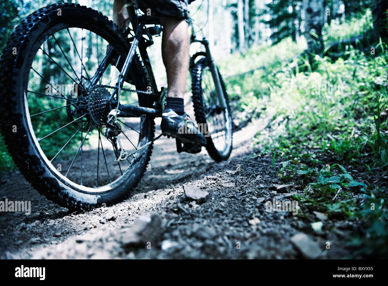 Hombre, el ciclismo de montaña en el bosque Foto de stock