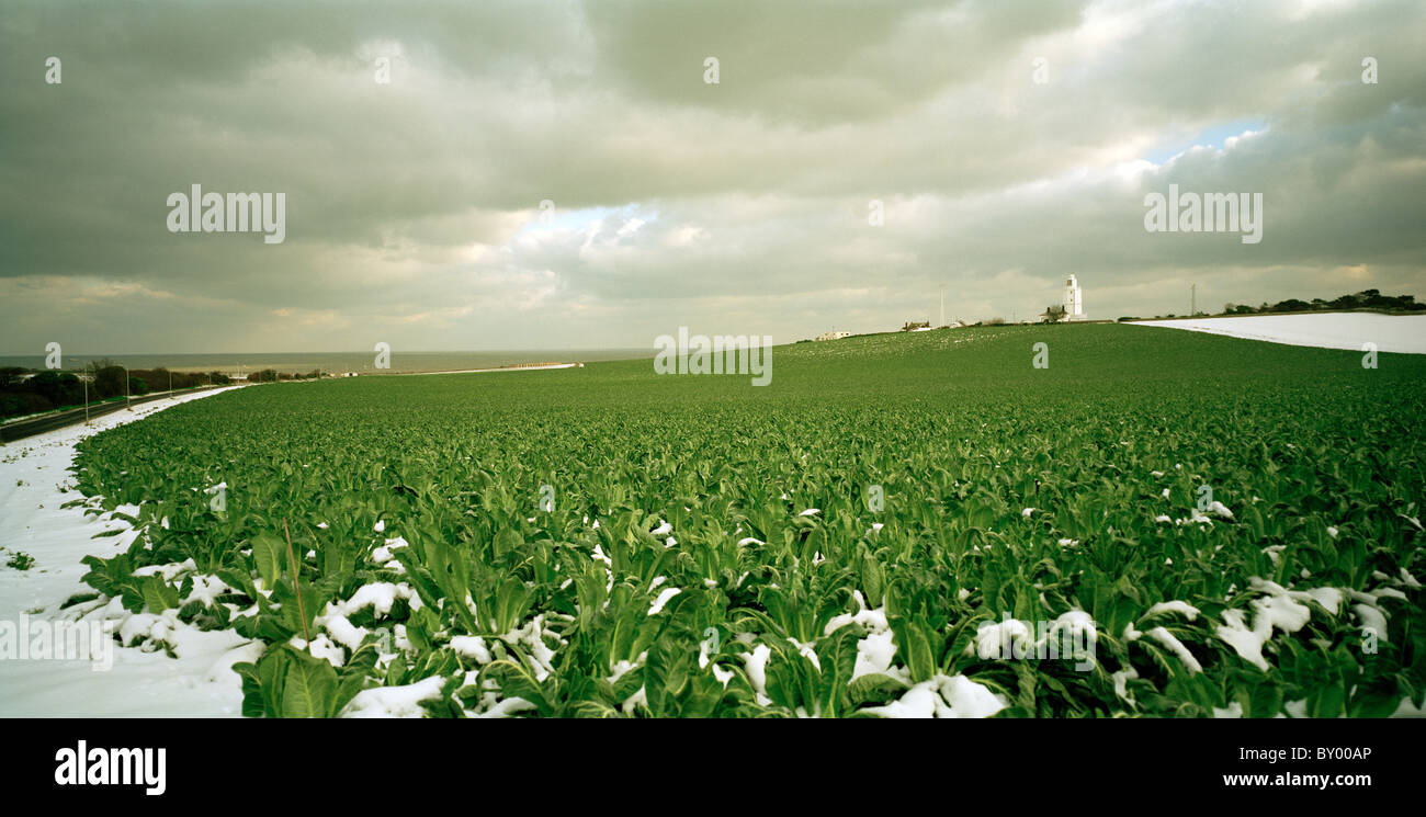 Campo de repollo en Broadstairs en Thanet en Kent en Inglaterra en Gran Bretaña en el Reino Unido. La agricultura cultivando alimentos naturales de la naturaleza Foto de stock