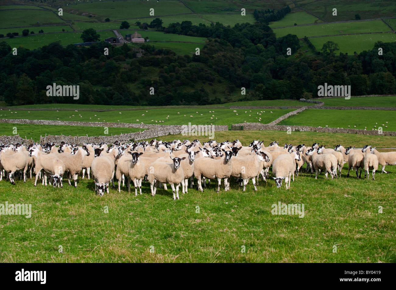 Rebaño de ovejas en mula Weardale campiña. Foto de stock