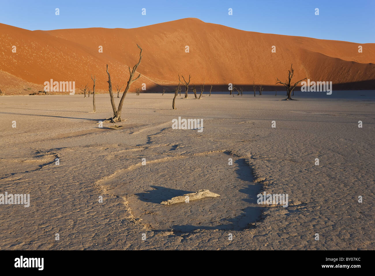 Árboles muertos en arcilla secada pan, Namib Naukluft National Park, Namibia Foto de stock