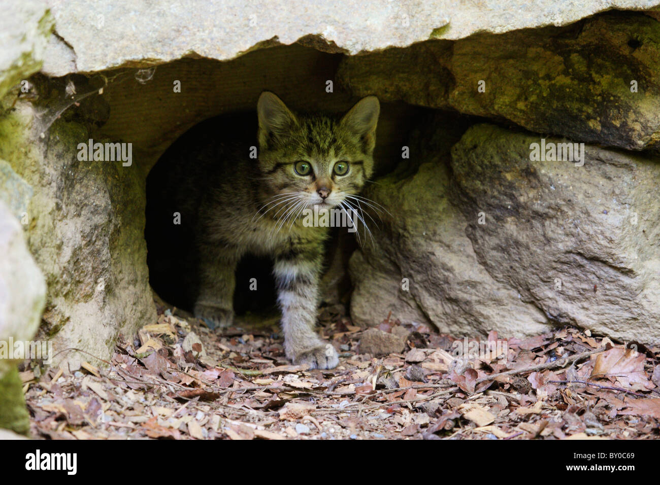 Gato salvaje europeo (Felis silvestris). Gatito mirando desde den. Alemania Foto de stock