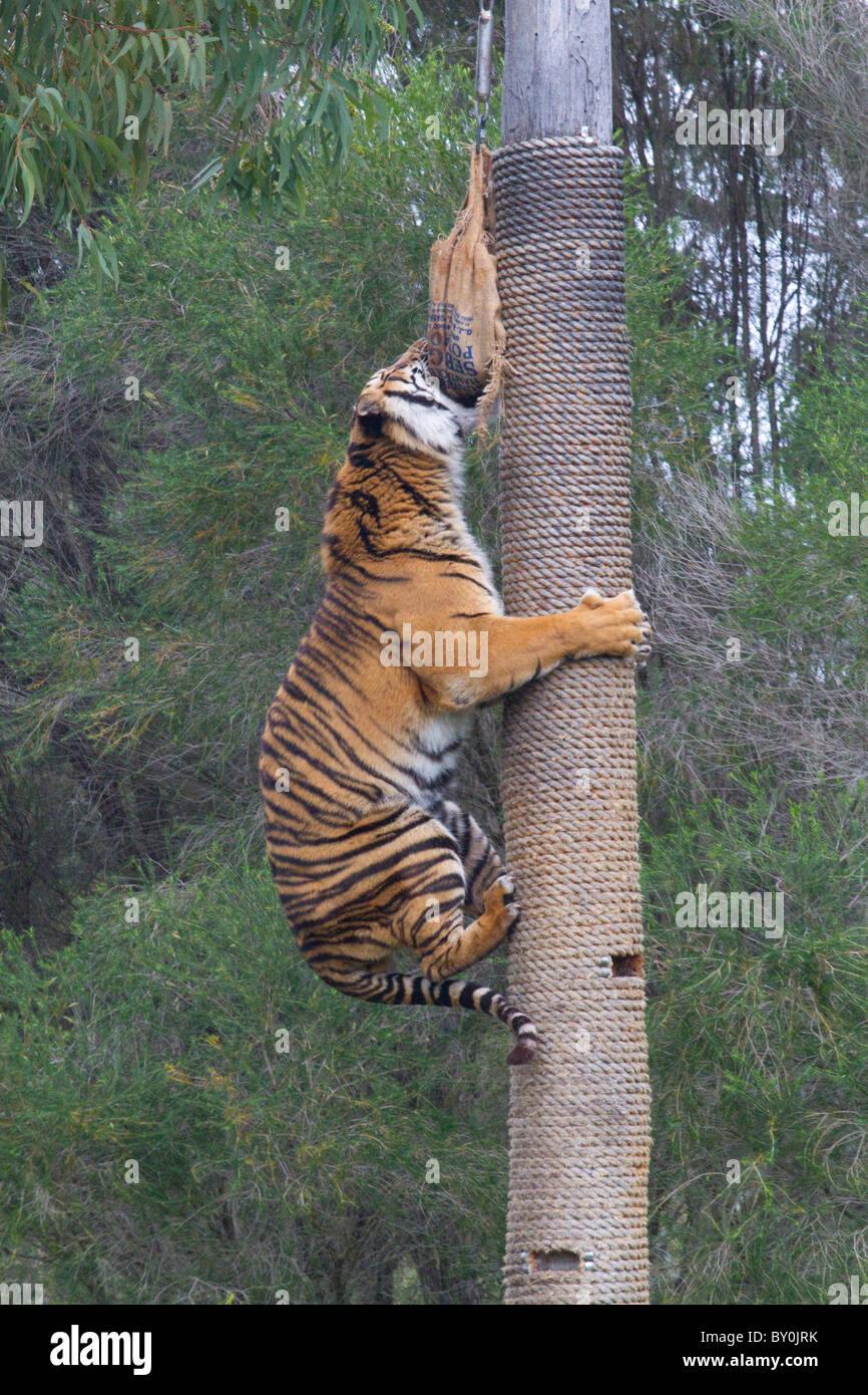 Tigre Trepando A Un Árbol Fotos e Imágenes de stock Alamy