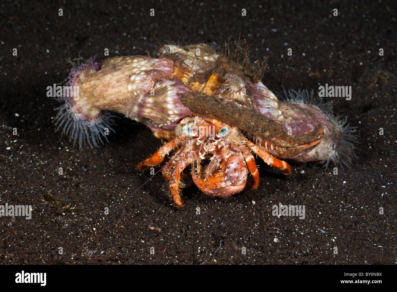 Cangrejo ermitaño en simbióticos con parásito anémonas, Dardanus pedunculatus, Alam Batu, Bali, Indonesia Foto de stock