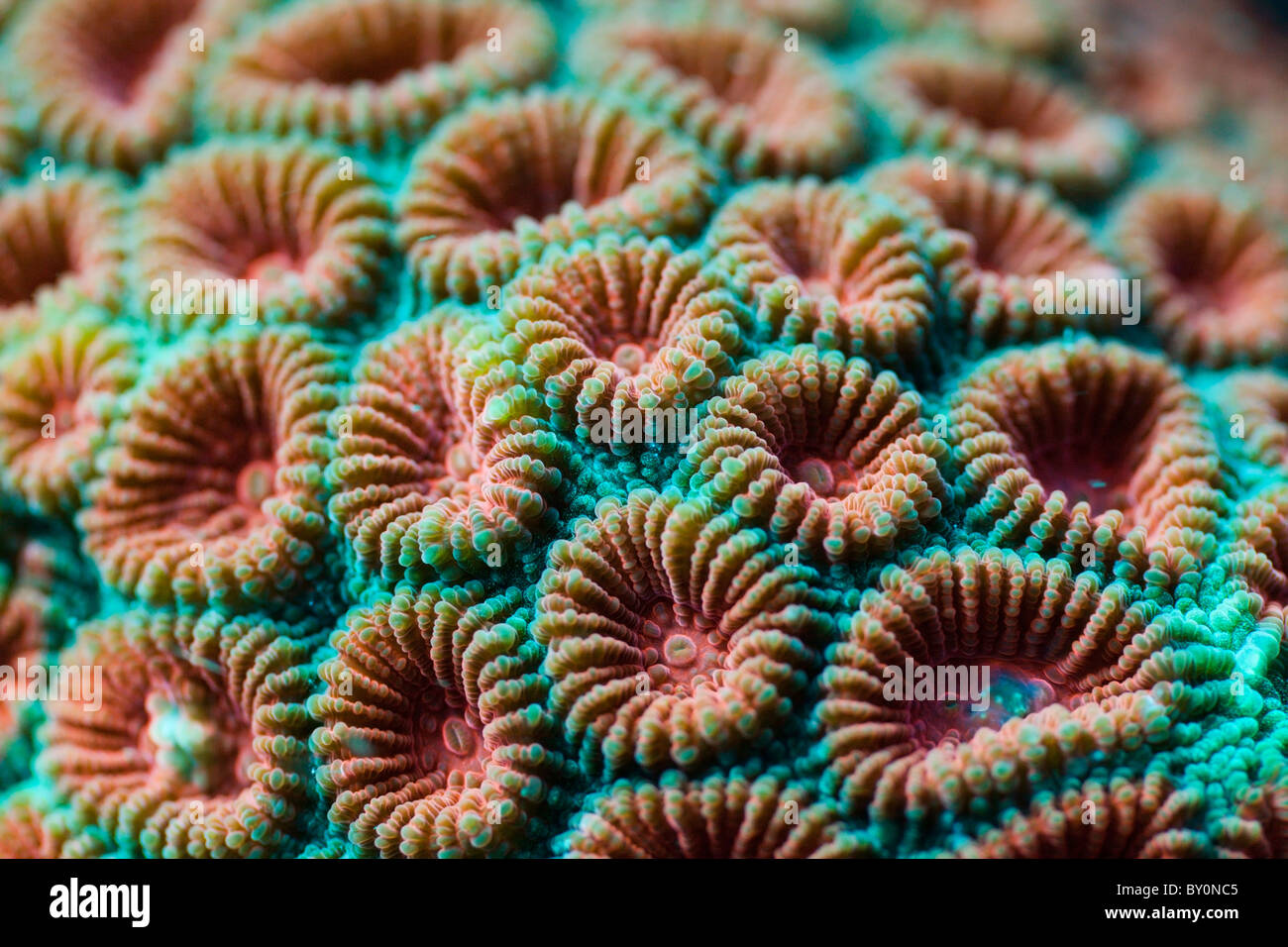 Fluorescente, Diploastrea heliopora Coral duro, Alam Batu, Bali, Indonesia Foto de stock