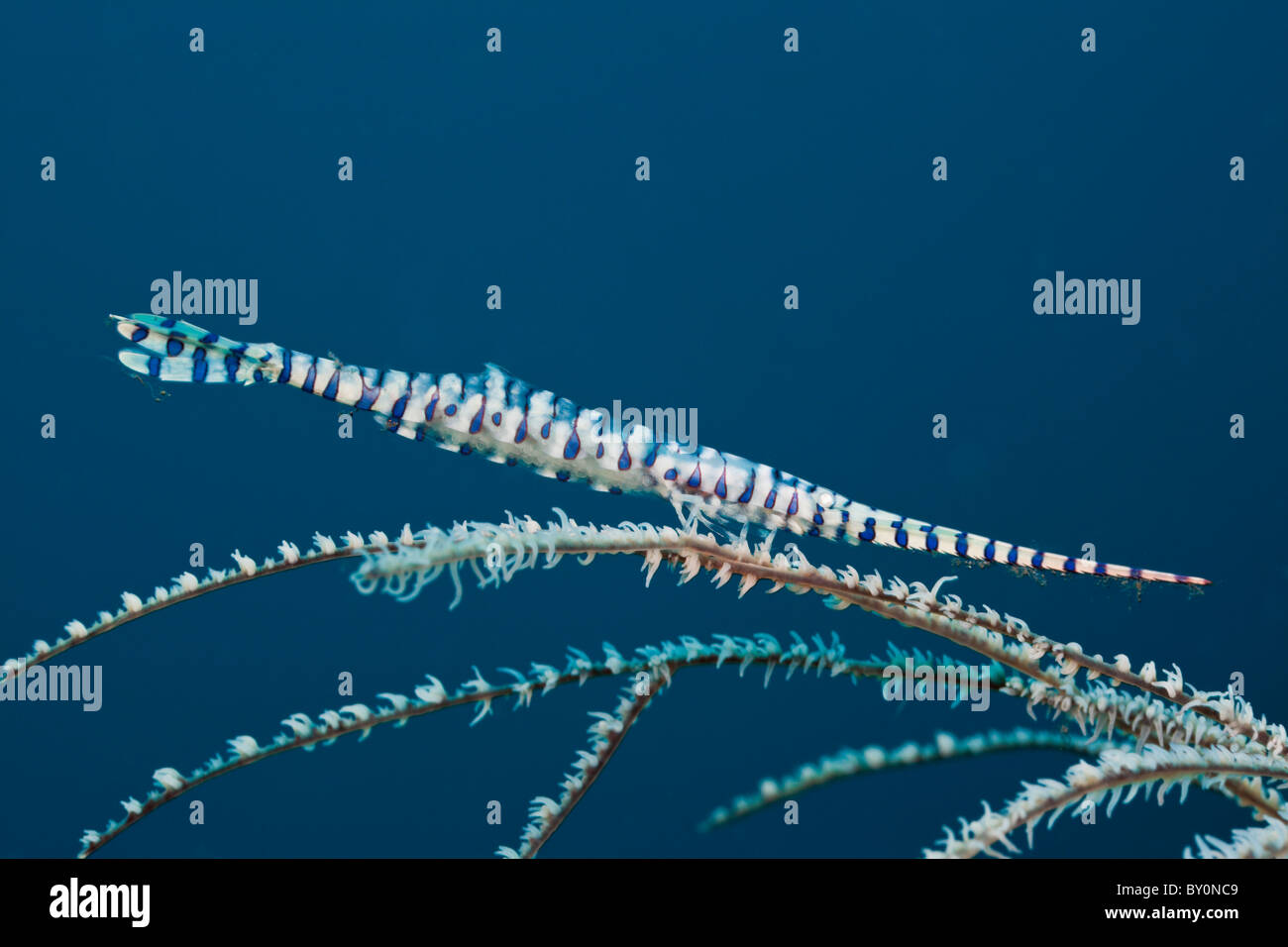 Camarones, Coral Tozeuma armatum, Alam Batu, Bali, Indonesia Foto de stock