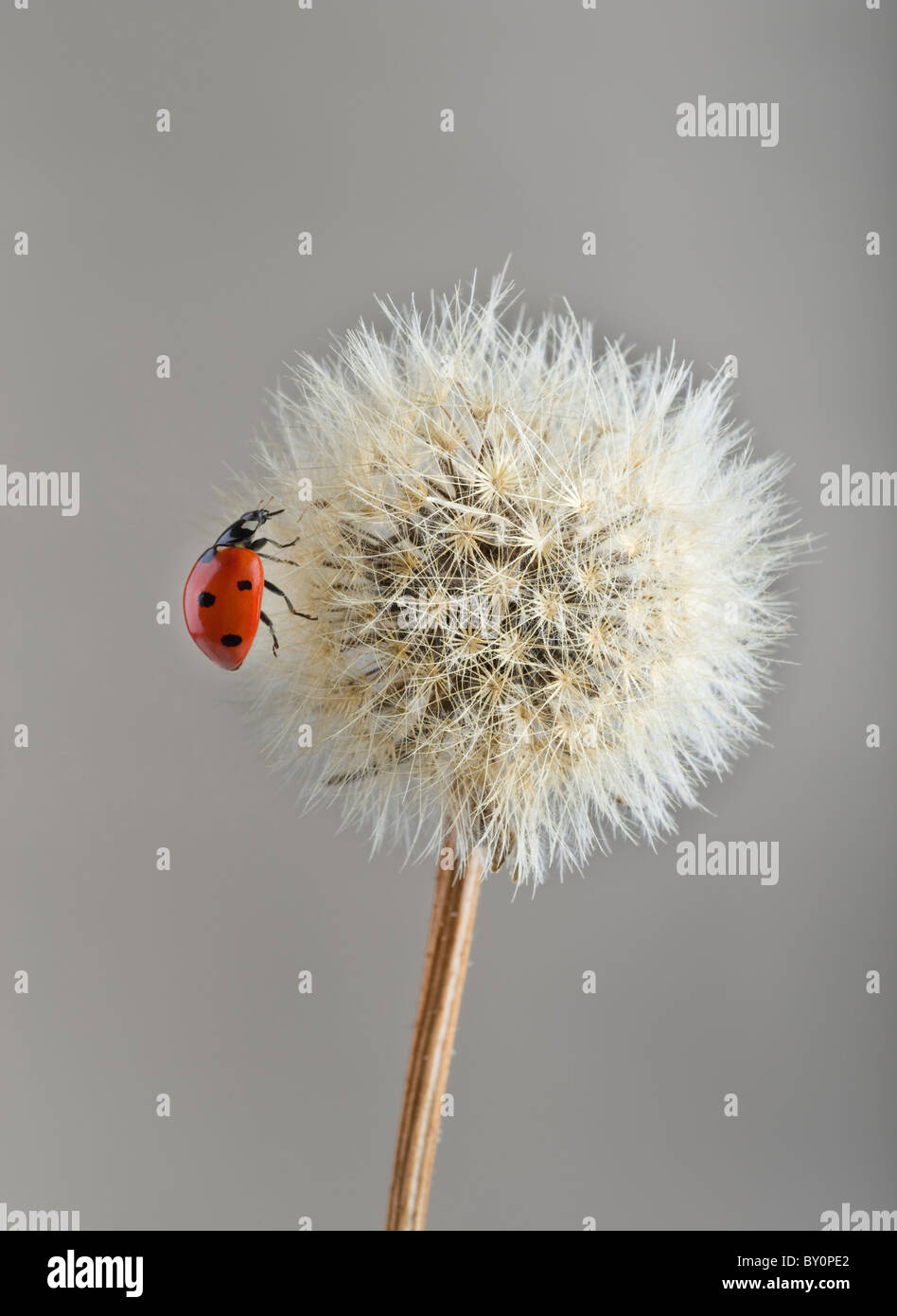 Ladybug en jaramago Foto de stock