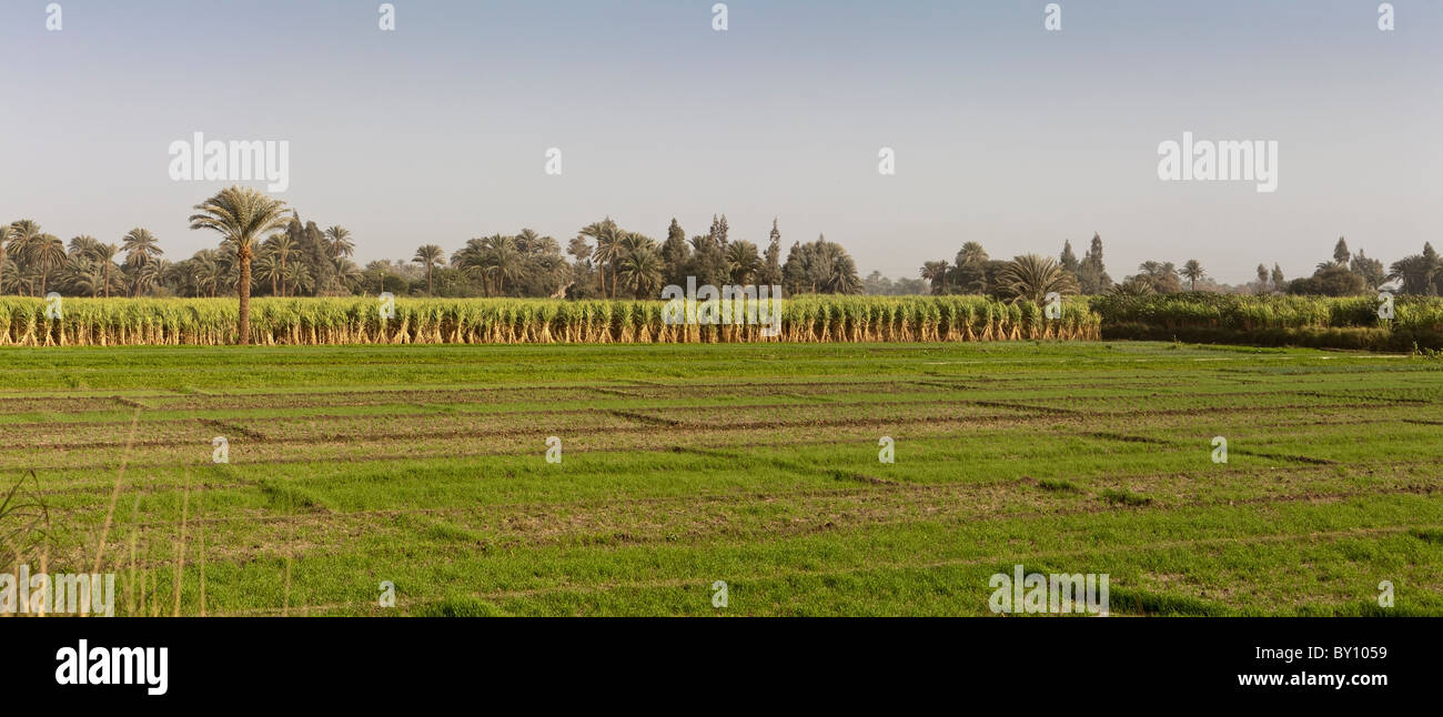Foto Panorámica mirando a través del campo al cultivo de caña de azúcar en la distancia en Oriente Egipto Foto de stock