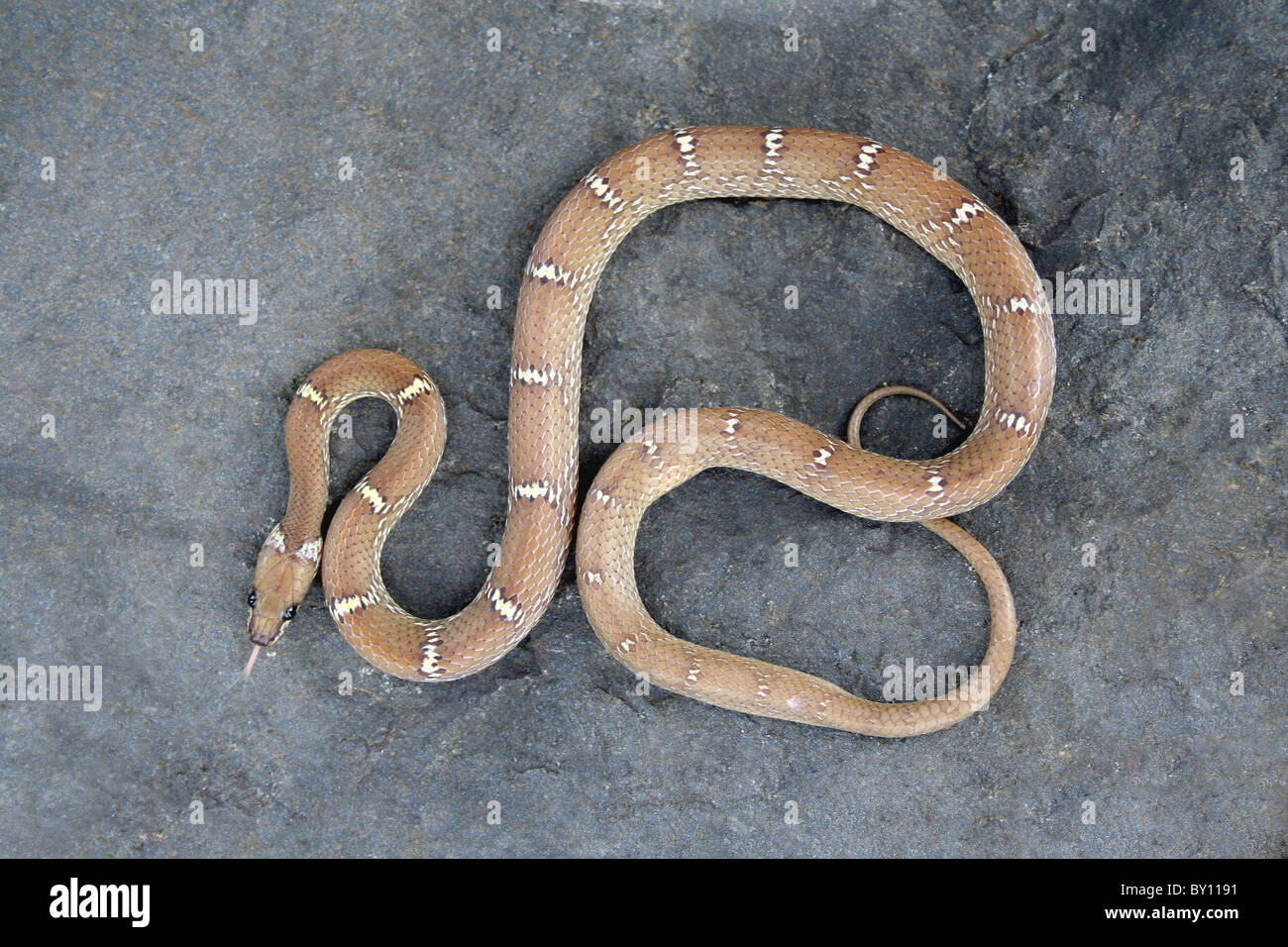 Prohibido WOLF, Non-Venomous SNAKE Lycodon striatus Tamhini Colubridae, cerca de Pune, India Foto de stock