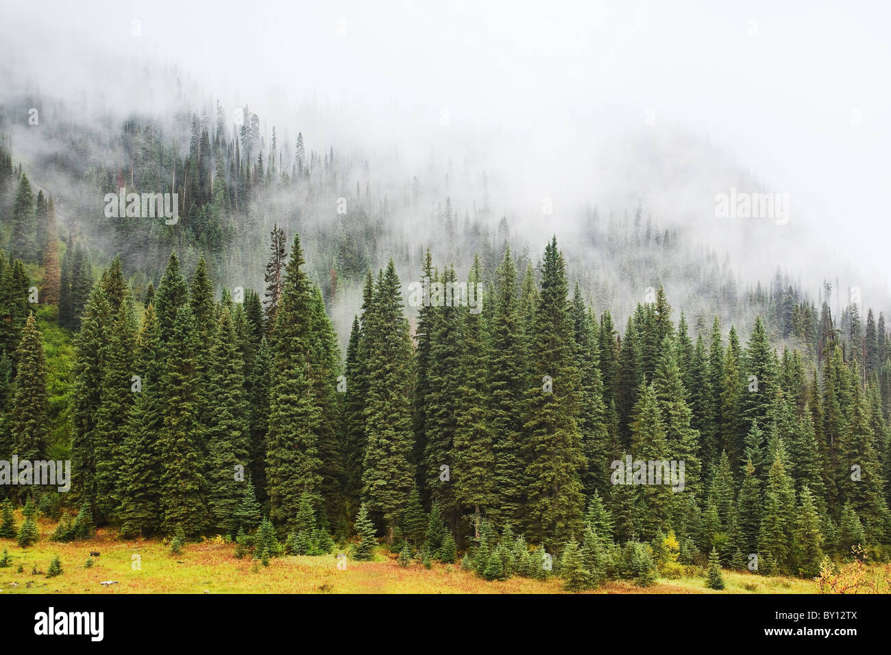 Brumoso bosque siempreverde en las Montañas Rocosas Canadienses. El Parque Nacional Yoho, British Columbia, Canadá. Foto de stock