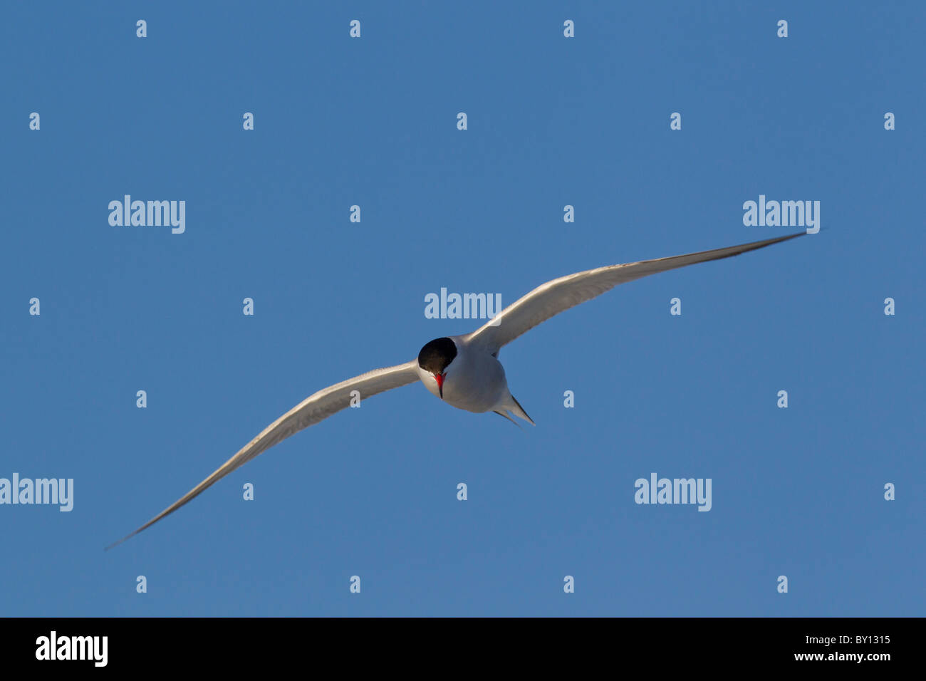 El charrán común (Sterna hirundo), pájaro adulto en vuelo Foto de stock