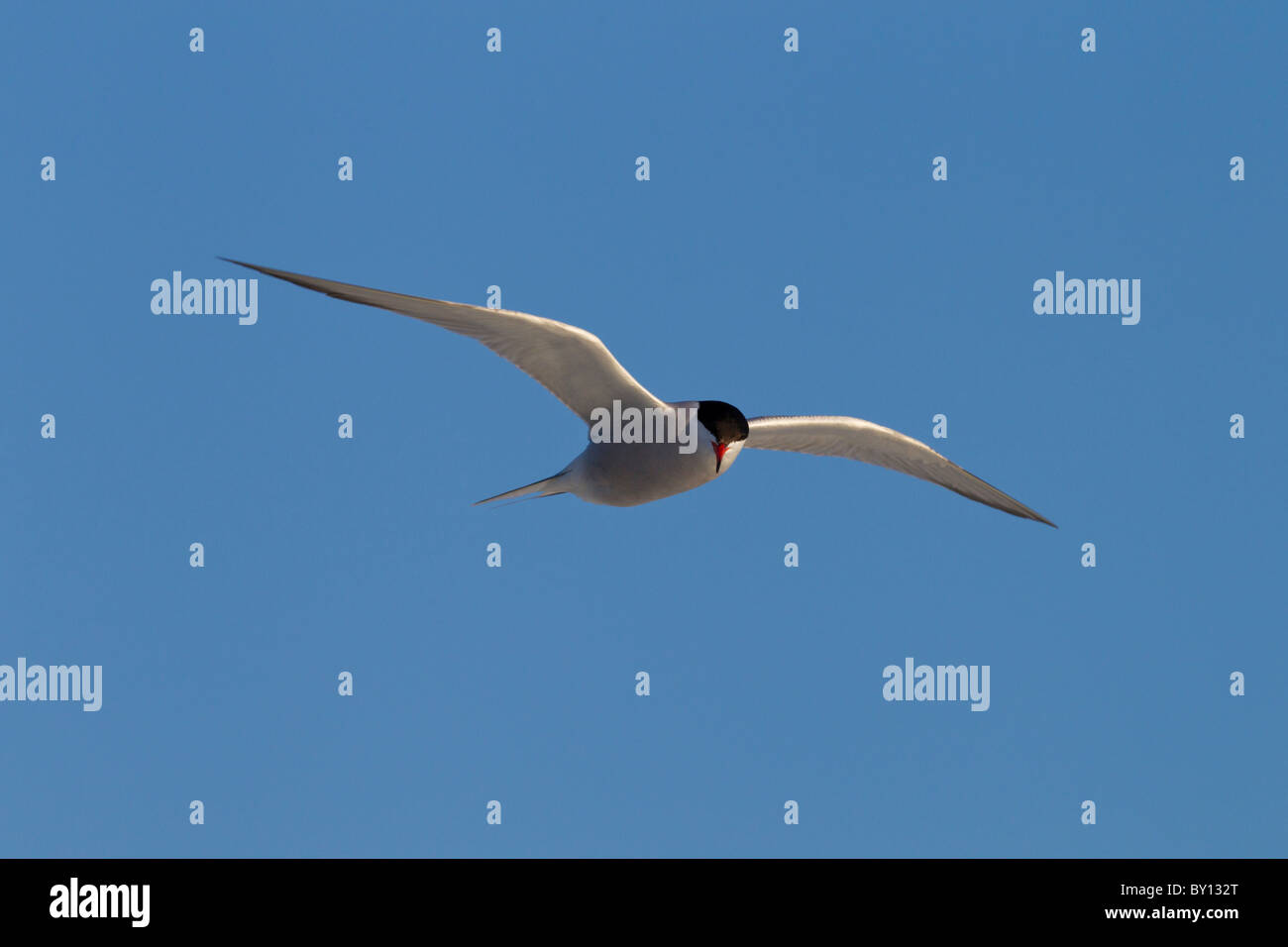 El charrán común (Sterna hirundo), pájaro adulto en vuelo Foto de stock