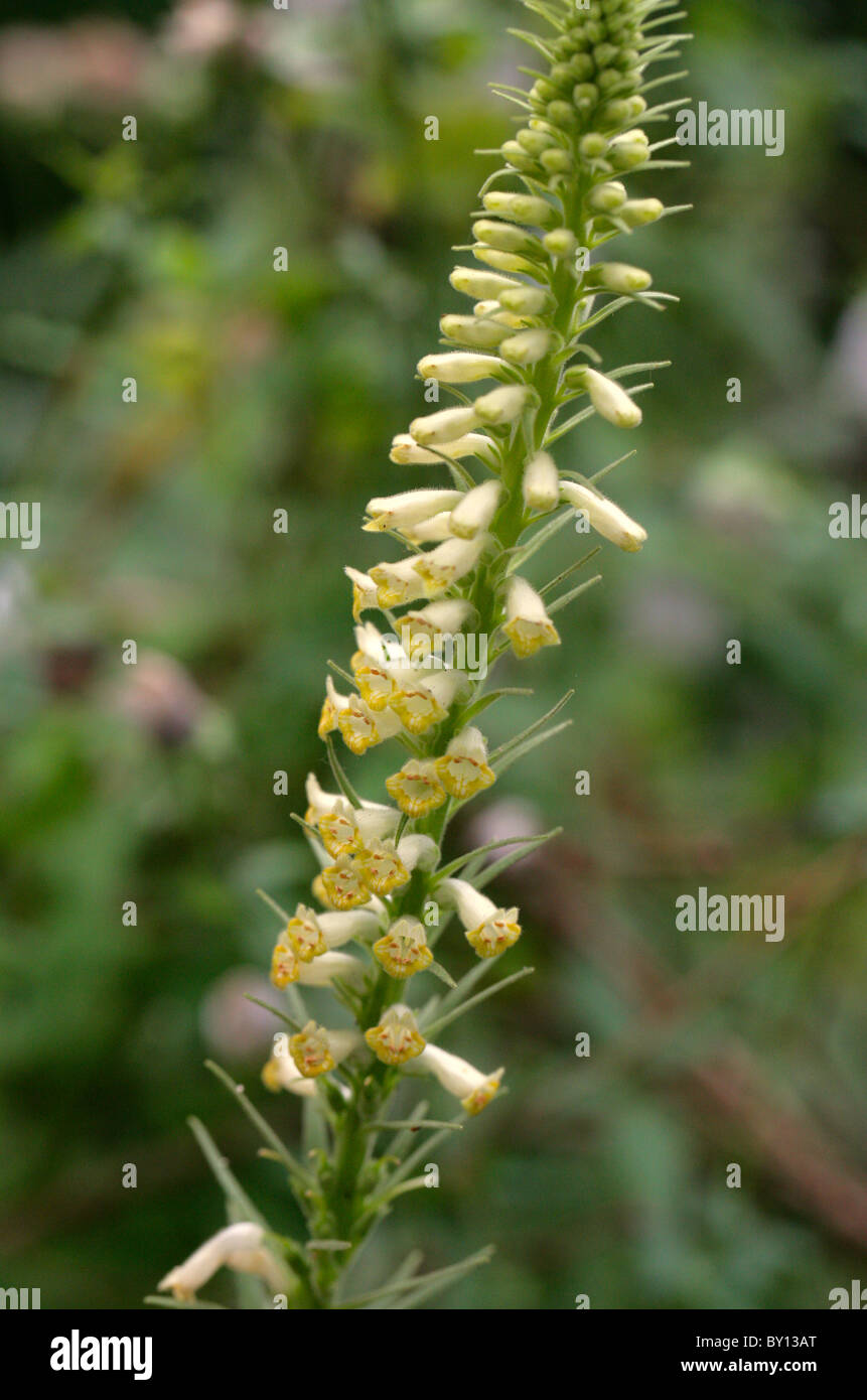 Digitalis viridiflora fotografías e imágenes de alta resolución Alamy