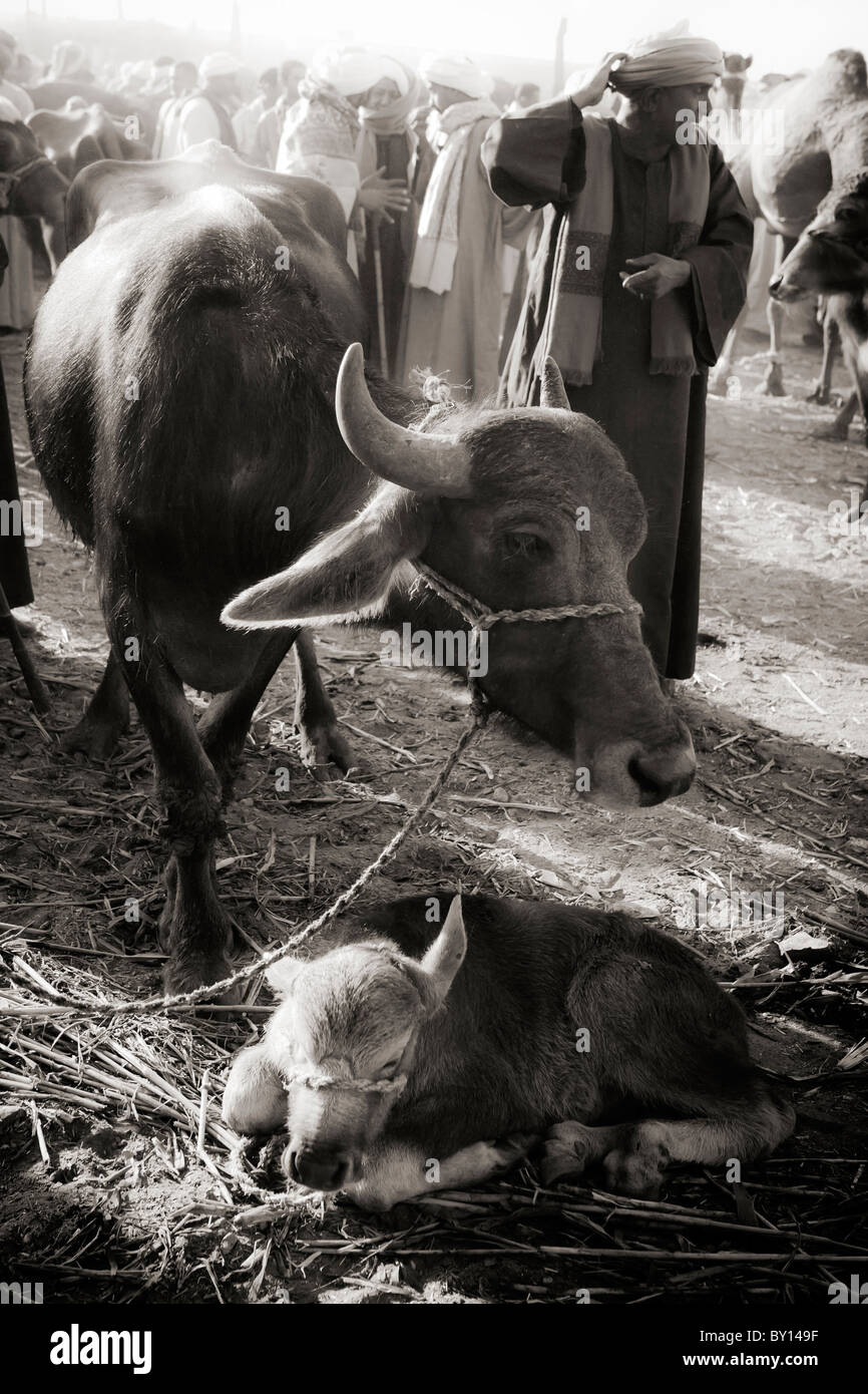Venta de búfalos fotografías e imágenes de alta resolución - Alamy